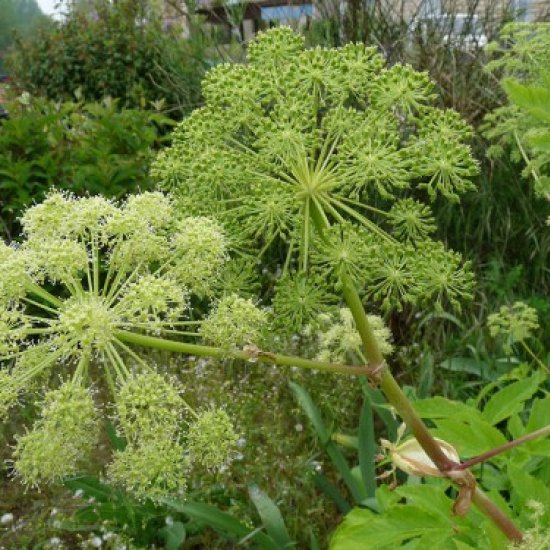 Angélique Huile essentielle