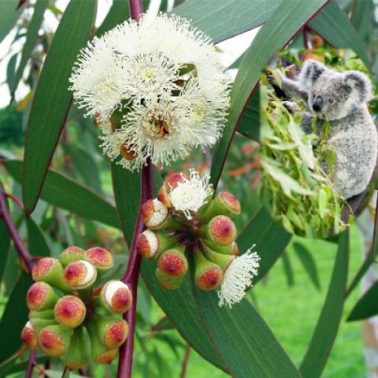 L'eucalyptus Radié
