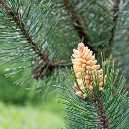 L'huile essentielle de l'hiver : le pin sylvestre