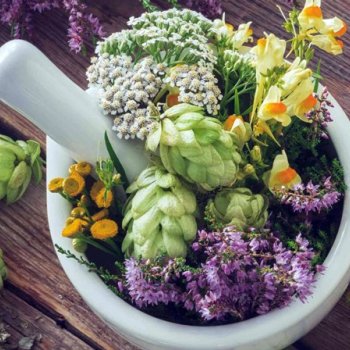 Les plantes du sommeil