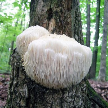 Mycothérapie, les champignons médicinaux