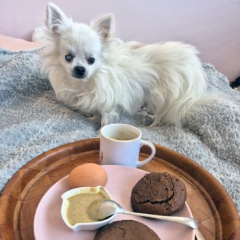 Cookies protéinés maison à la caroube sans sucre servis sur un plateau avec un café, dans une ambiance cocooning avec un petit chien